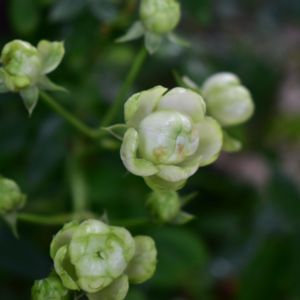 庭の花,植中毒,植栽,バラ・ミニバラ,花は癒やし♡の画像