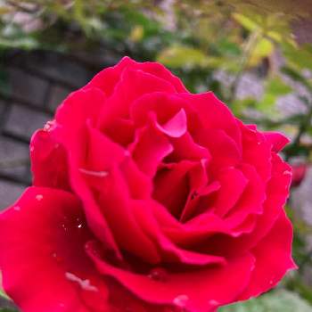 つるバラ壁面誘引の投稿画像一覧 Greensnap グリーンスナップ