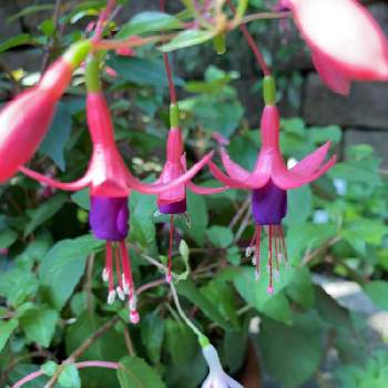 フクシアの投稿画像一覧 Greensnap グリーンスナップ