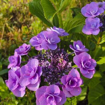 紫陽花*の画像 by まなあゆさん | 花のある暮らしと紫陽花*とおうち園芸