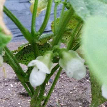 インゲン豆の花の投稿画像一覧 Greensnap グリーンスナップ