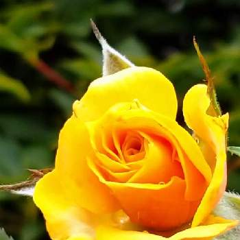 黄色い薔薇♡の画像 by ぺんぺん草☘️さん | 小さな庭とビタミンカラーと黄色い薔薇♡