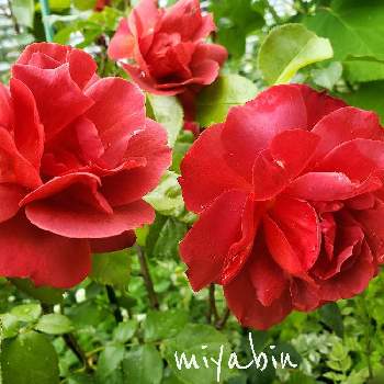 miyabin's rose 2022の画像 by miyabinさん | miyabin's rose 2022と雪国とばら バラ 薔薇とバラはいいなぁとネコ好きとGS映えと植中毒とmiyabin's garden 2022とホットココア　バラと花のある暮らしとバラ・ミニバラ