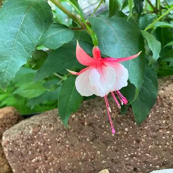 フクシアの投稿画像一覧 Greensnap グリーンスナップ