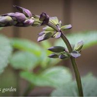 サルビア・ガラニチカ,緑のある暮らし,6月の記録,花のある暮らし,6月の庭の画像