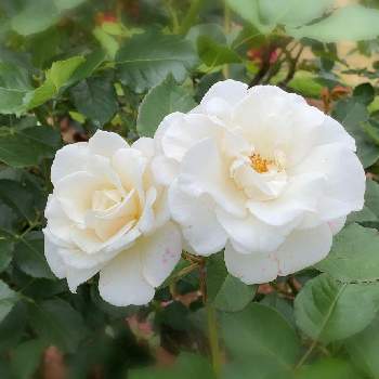 微香の画像 by keychanさん | 千葉県と京成バラ園と微香と薔薇♪と四季咲き♪