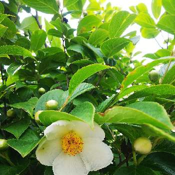 シャラの木 夏椿の投稿画像一覧 Greensnap グリーンスナップ