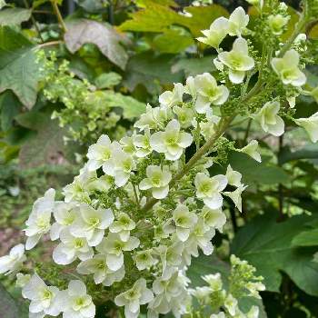 綺麗に咲いてるの画像 by pipiseikoさん | 広い庭と綺麗に咲いてると☆柏葉アジサイと花好きと我が家のお花と白い花