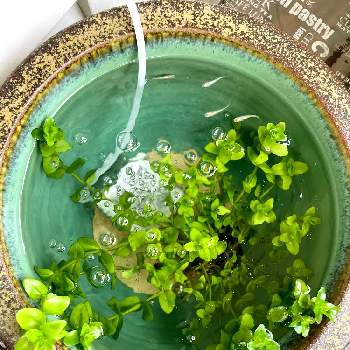 ウォーターバコパ の投稿画像一覧 Greensnap グリーンスナップ