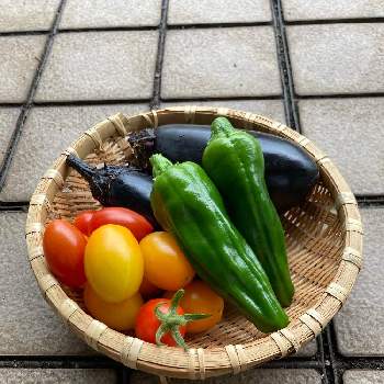 ミニトマト（アイコ）,甘長唐辛子,茄子,プランター菜園,家庭菜園の画像