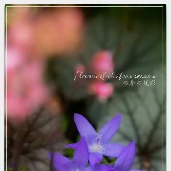 カンパニュラ アルペンブルーの画像 by クジャクシダさん | 小さな庭とカンパニュラ アルペンブルーとカンパニュラと青い花とおうち園芸