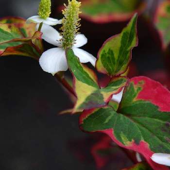 五色ドクダミの投稿画像一覧 Greensnap グリーンスナップ