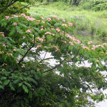 問田川沿いでの画像 by m＆oさん | お出かけ先と朝の散歩道と合歓の木の開花と問田川沿いで