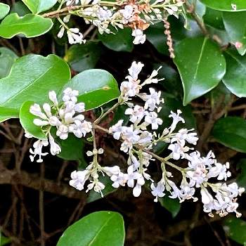 ネズミモチの 花の画像 by m＆oさん | お出かけ先と朝の散歩道とネズミモチの 花と姫山の樹木