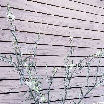 白花好きの画像 by kopeloさん | ゴムホスティグマ:シルバーウィルとシルバーリーフと白い花と綺麗な葉っぱと白花好き
