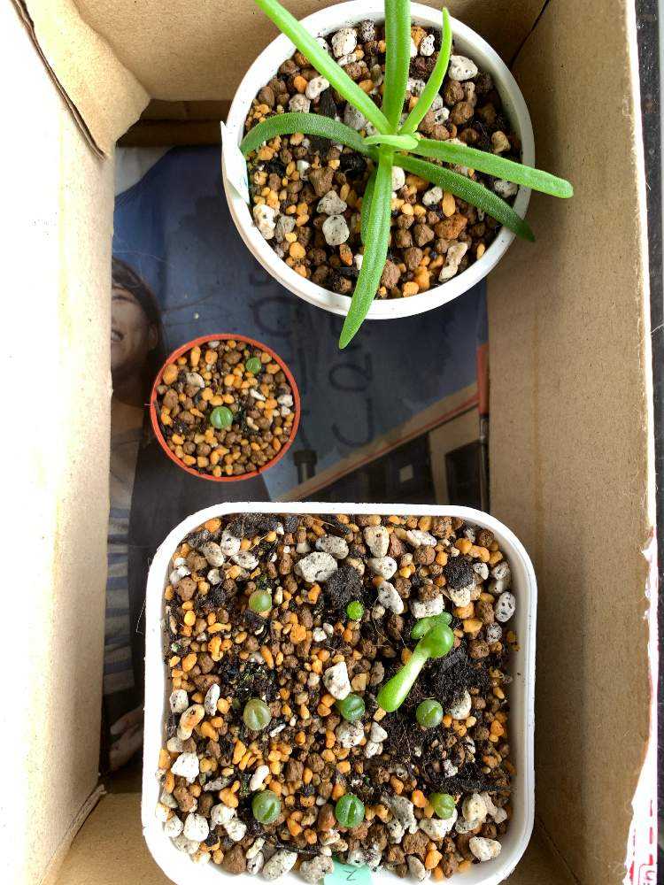 多肉植物ミックス実生 成長記｜🍀GreenSnap（グリーンスナップ）