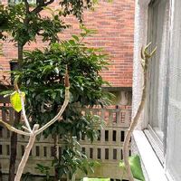 ウンベラータ,観葉植物,曲げ木,バルコニー/ベランダの画像