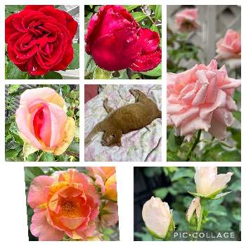 ガンバレ！の画像 by まろりんさん | 小さな庭とピエールドゥロンサールと名無しの白バラとポール・セザンヌと名無しの赤いバラとオードリーヘップバーンとベルベットフレグランスとニャンニャン祭りとばら バラ 薔薇とガンバレ！といい事ありますようにとねこがすきとお花大好きとおうち園芸とありがと〜♡*゜とお花のある暮らしとGS 大好きと元気もらってます！とニコニコ♡と(´∀｀*)ｳﾌﾌと大事♡と癒されるとうれしいな♬｡.と水曜ローズショー
