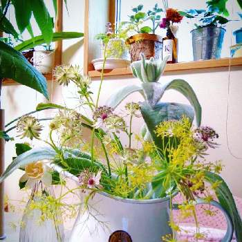 ミシマサイコの投稿画像一覧 Greensnap グリーンスナップ