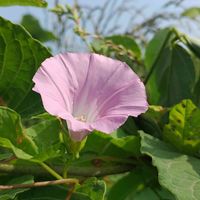 ヒルガオ,散歩の途中で∪∵∪,桃色組♪の画像
