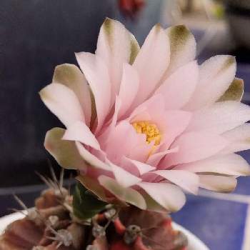 緋牡丹錦の画像 by ヒロルチアさん | テラスと緋牡丹錦とサボテンの花