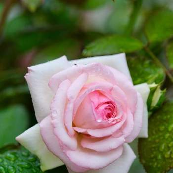 今日のバラの画像 by ボヤージュさん | 小さな庭とピエールドゥロンサールと薔薇に魅せられてとバラのある暮らしと今日のバラと金曜ローズショーとバラが好きとばら 薔薇 バラ