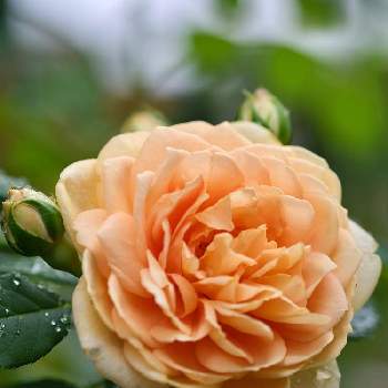 今日のバラの画像 by ボヤージュさん | 小さな庭とグラハム トーマスと水曜ローズショーと薔薇に魅せられてとバラのある暮らしと今日のバラとイングリッシュ・ローズとバラが好きとばら 薔薇 バラ