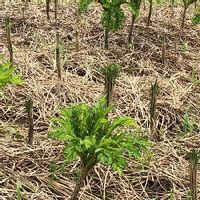 こんにゃくの育て方 年数別の栽培ポイントや収穫までの日数は Greensnap グリーンスナップ こんにゃくの育て方 年数別の栽培ポイントや収穫までの日数は Greensnap グリーンスナップ