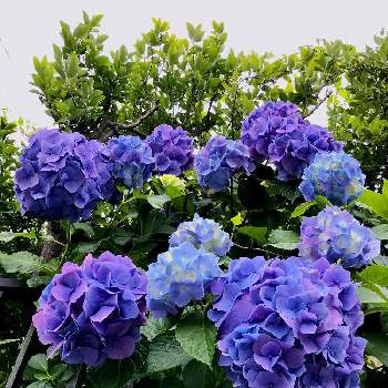 有機肥料の画像 by モコさん | お出かけ先と紫陽花と青い花と夏の花と紫陽花 アジサイ あじさいとアジサイ　紫陽花とお花が好き♡と鉢植えと有機肥料と青い花マニアと植木鉢