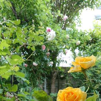 薔薇のあるお庭に の投稿画像一覧 Greensnap グリーンスナップ