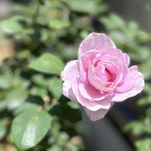 ブルームーン,庭の花,花のある暮らし,バラが咲いたよ,ハイブリッドティーローズの画像