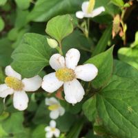 ドクダミ,ラッキードクダミ,花のある暮らし,お写ん歩,平和を願う☆の画像