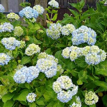 チーム・ブルーNo.120の画像 by かすみそうさん | 小さな庭と紫陽花とチーム・ブルーNo.120と青い花とその葉を写そう！2022とおうち園芸と可愛い〜♡と青い花マニアとチーム・ブルーといやし♪