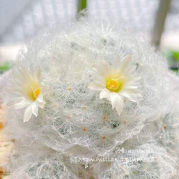 マミラリア白星 の投稿画像一覧 Greensnap グリーンスナップ