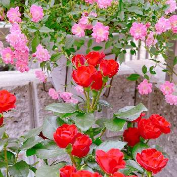 薔薇 ほほえみの画像 by ウイッチさん | 玄関と犬好きとばら バラ 薔薇とピンクの薔薇と薔薇好きとお気に入り♡と癒しとベランダガーデンとおうち園芸と梅雨と日陰と赤い花と鉢植えと薔薇 ほほえみとほんのりピンクが好きと花のある暮らしとミニ薔薇・ゼプティとピンクが好き❤︎と赤い薔薇♡