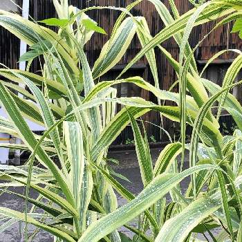 ダンチクの投稿画像一覧 Greensnap グリーンスナップ