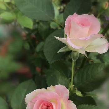 ピンク大好きの画像 by フェリシアさん | 小さな庭とバラ   マチルダとピンク大好きと2番花のバラとGSでの繋がりに感謝