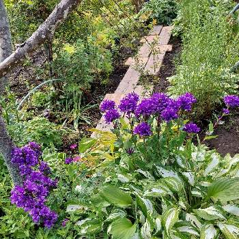 春の花壇の画像 by M.Matsuさん | 小さな庭とおうち園芸と庭のばらと春の花壇とブルーの花と初夏のお花と庭の宿根草