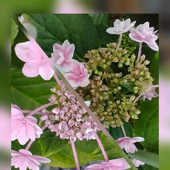 ピンクの花が好きの画像 by hiroさん | ウクライナに平和をとガクアジサイ♡とピンクの花が好きと医療関係者に感謝と紫陽花♡とJuneの会とコロナに負けるな‼️と2020年6月同期NO,004と紫陽花  ダンスパーティー