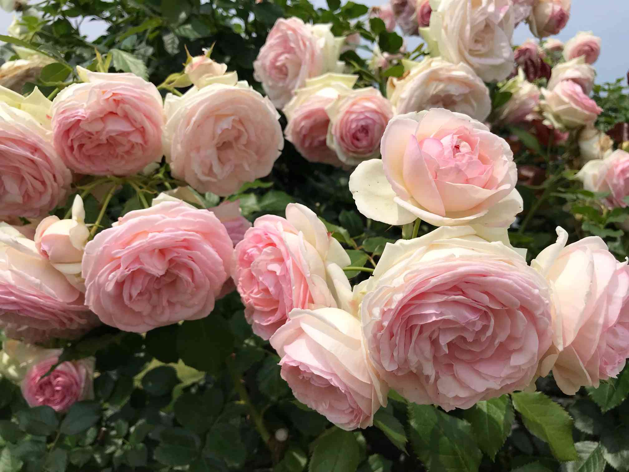 ❀ご購入前にコメントお願い致します❀　バラ　苗　mo 1780 ❀ご購入前にコメントお願い致します❀ バラ 苗 w - メルカリ