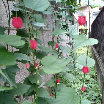 アブチロン チロリアンランプの画像 by レモンさん | 小さな庭とおうち園芸とアブチロン チロリアンランプといやし♡と赤い花と可愛い♡