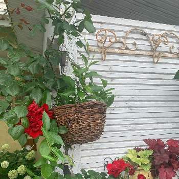 赤いバラの画像 by naminamiさん | 小さな庭と初夏の庭と癒しの庭と花のある暮らしとチーム愛知と赤いバラとバラ・ダブリンベイ