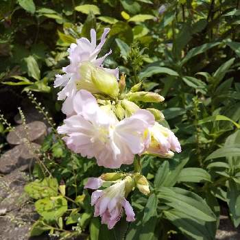 ♥︎すてき♥︎の画像 by ノッコちゃんさん | 小さな庭と八重咲きサボンソウと大切な癒やしと可愛い花とおきにいり ♡とお花畑    と♥︎すてき♥︎と花のある暮らしと淡いピンク