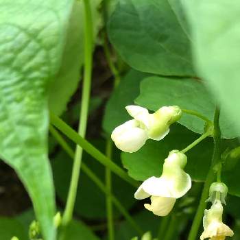 インゲン豆の花の投稿画像一覧 Greensnap グリーンスナップ