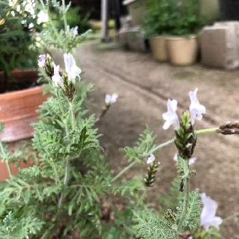 セロリの投稿画像一覧 Greensnap グリーンスナップ