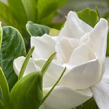 オオヤエクチナシの投稿画像一覧 Greensnap グリーンスナップ