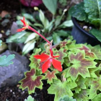 紅葉葉ゼラニウムの画像 by 淳平さん | 小さな庭と紅葉葉ゼラニウムとハーブガーデンと小さい庭と植物男子とハーブ男子と庭づくりとハーブと君も花が好きなのかと元気に育ててますよと小さな小さな庭と花のある暮らし