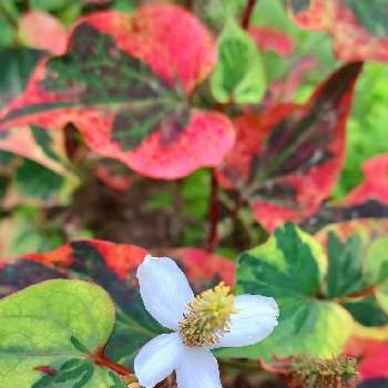 五色ドクダミの画像 by ハリネズミさん | 小さな庭と五色ドクダミと元気な花と感謝❤️と地植えの花と強い植物