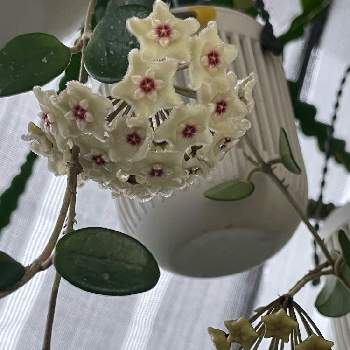 ホヤ マチルダの投稿画像一覧 Greensnap グリーンスナップ