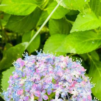 紫陽花 有松の画像 by コハクさん | お出かけ先と雨上がりと2020年5月同期と紫陽花 有松とアジサイ　紫陽花と優しい色